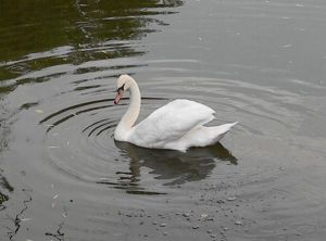 swan1
