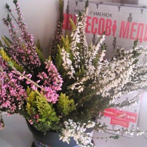 12096517_760162760773783_3358041545241196659_n