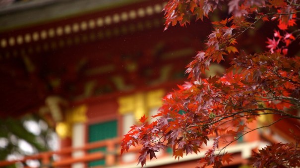 japanese-tea-garden-22416