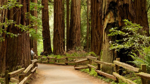 muir-woods-22363